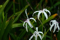 Crinum erubescens, photograph author not stated, no rights reserved