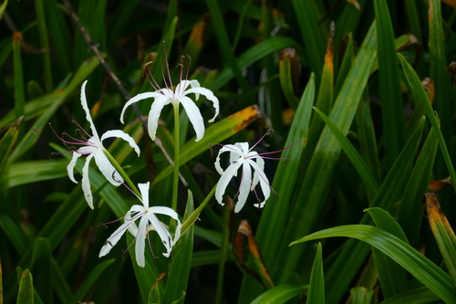 Crinum erubescens, photograph 1