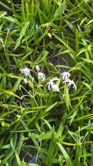 Crinum erubescens, photograph author not stated, no rights reserved