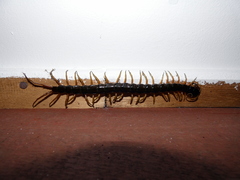 Scolopendra subspinipes