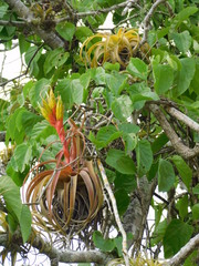 Tillandsia rothii