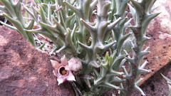 Ceropegia paradoxa image