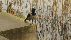 Corvus cornix