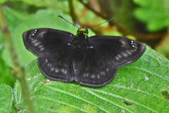 Gorgopas chlorocephala