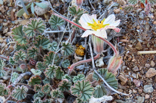 Monsonia drudeana