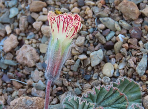 Monsonia drudeana