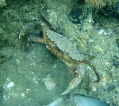 Carcinus maenas