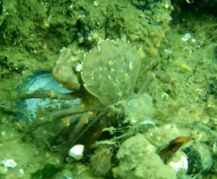 Carcinus maenas