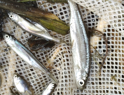Minnow (Hemiculter bleekeri) — Cyprinidae — 2