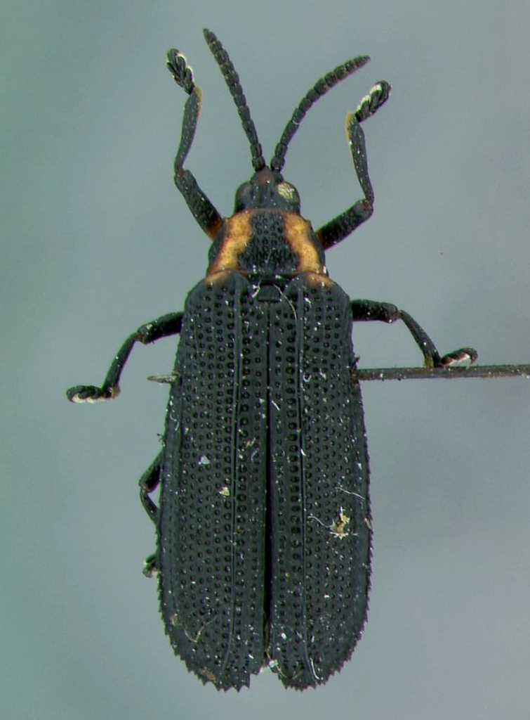 Xenochalepus potomacus