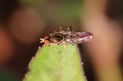 Unknown species found near Orange County, FL, USA