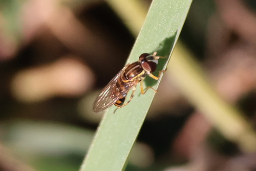 Unknown species found near Orange County, FL, USA