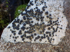 Lecanora gangaleoides