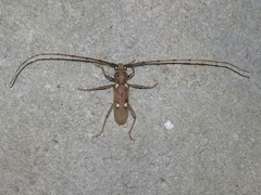 Eburia