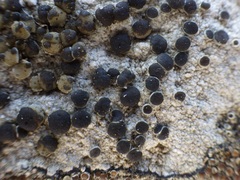 Lecanora gangaleoides