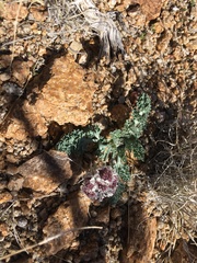 Vesper purpurascens