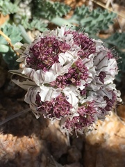 Vesper purpurascens