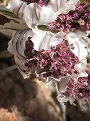 Vesper purpurascens
