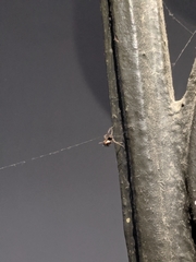 Araneae