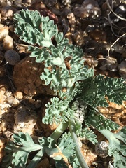Vesper purpurascens
