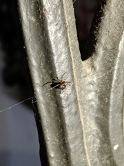 Araneae