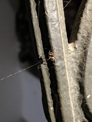 Araneae
