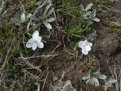 Rhodohypoxis