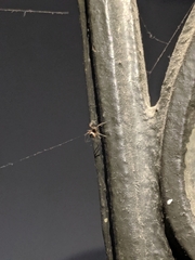 Araneae