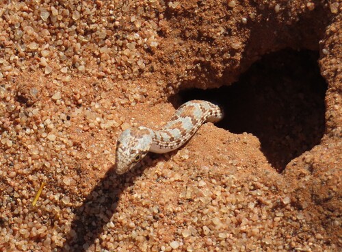 Dwarf Beaked Snake