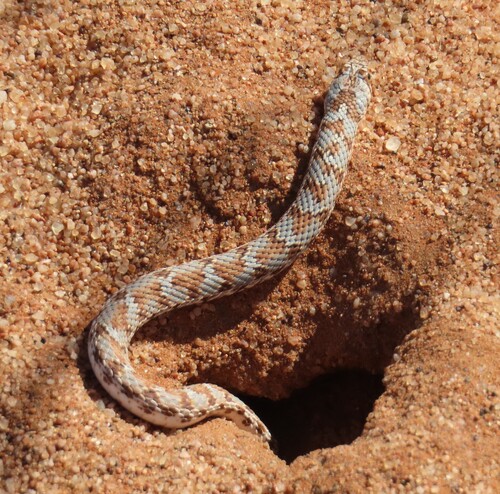 Dwarf Beaked Snake