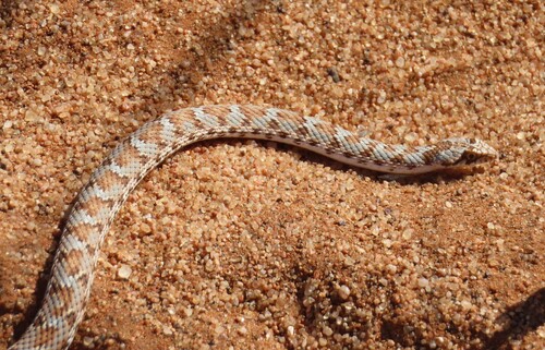 Dwarf Beaked Snake