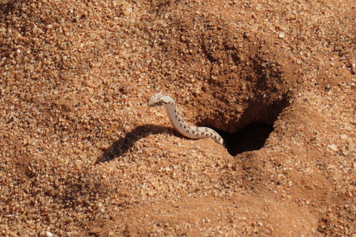 Dwarf Beaked Snake