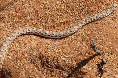 Dwarf Beaked Snake