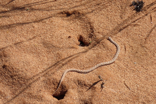 Dwarf Beaked Snake