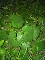 Cucurbita maxima maxima