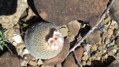 Epithelantha greggii greggii