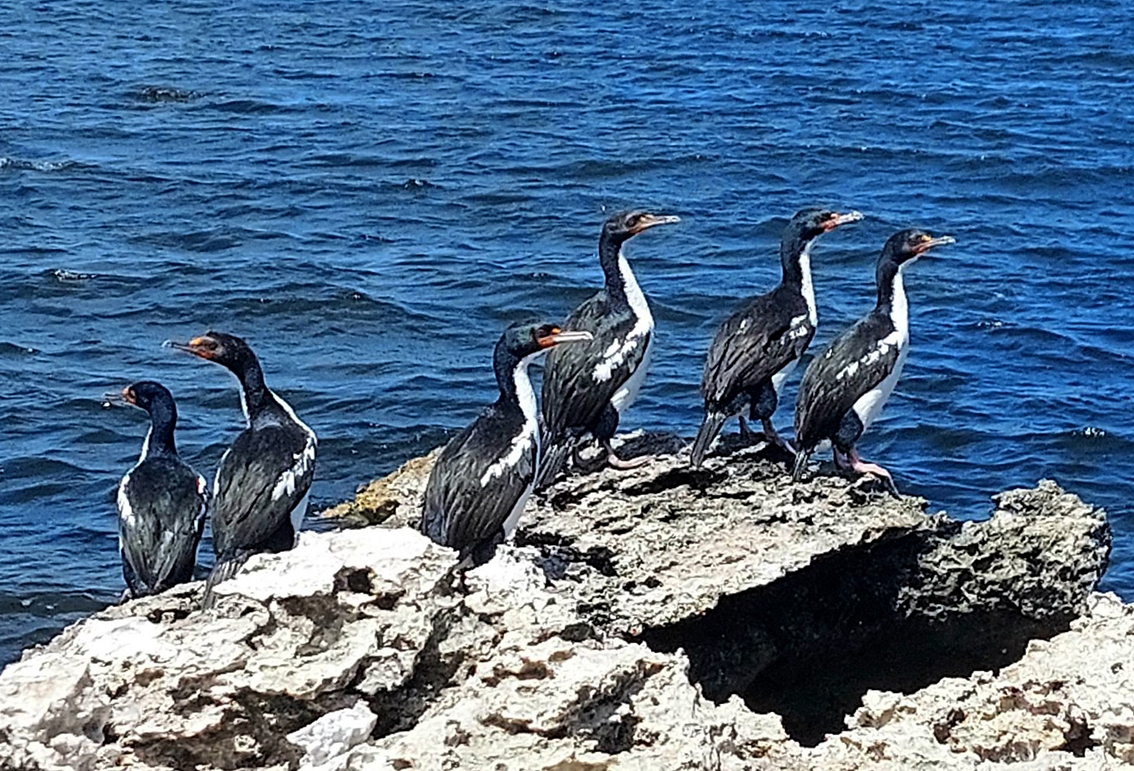 Chatham Shag (Leucocarbo onslowi), photo 2