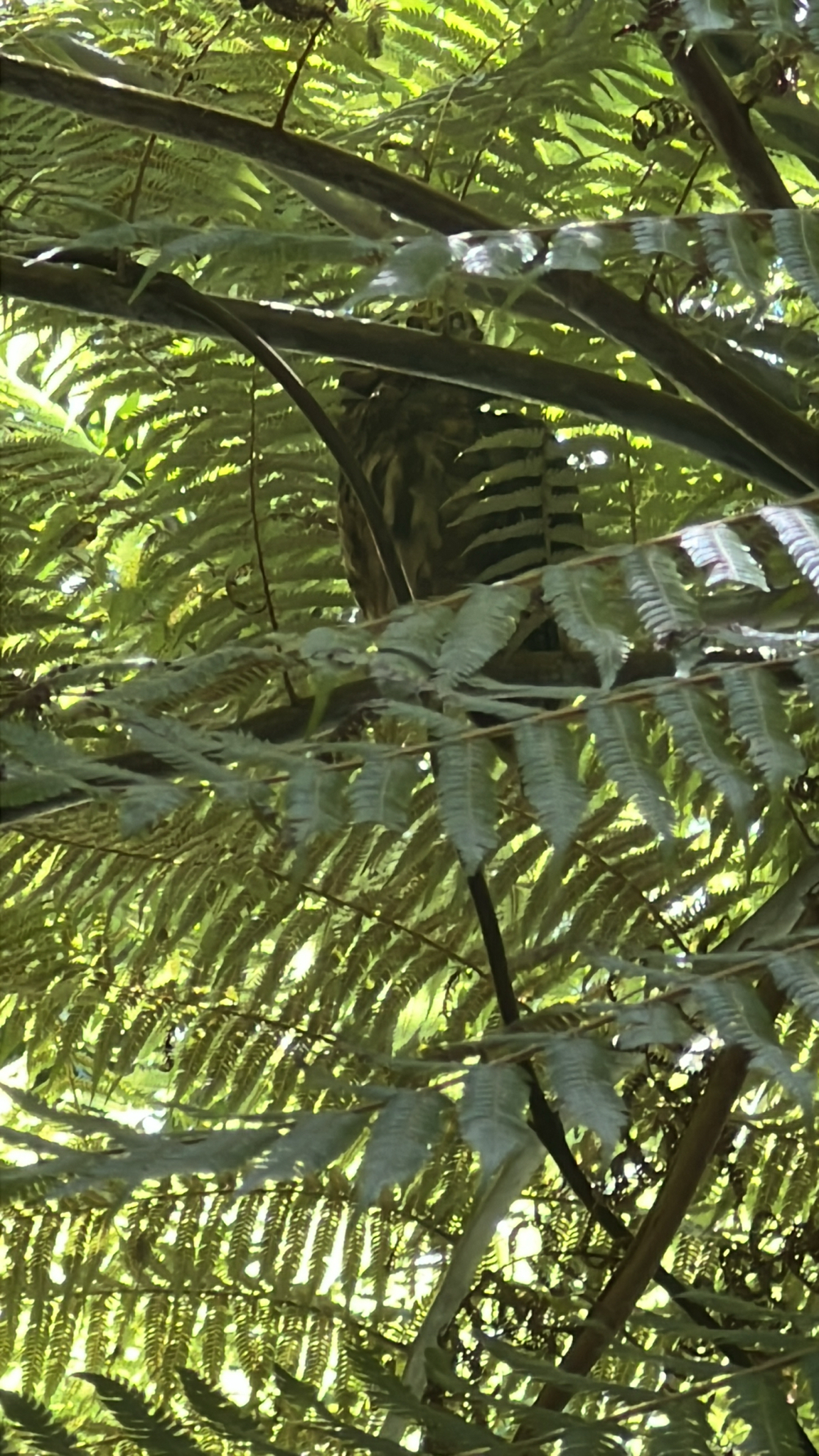 Morepork (Ninox novaeseelandiae), photo 5
