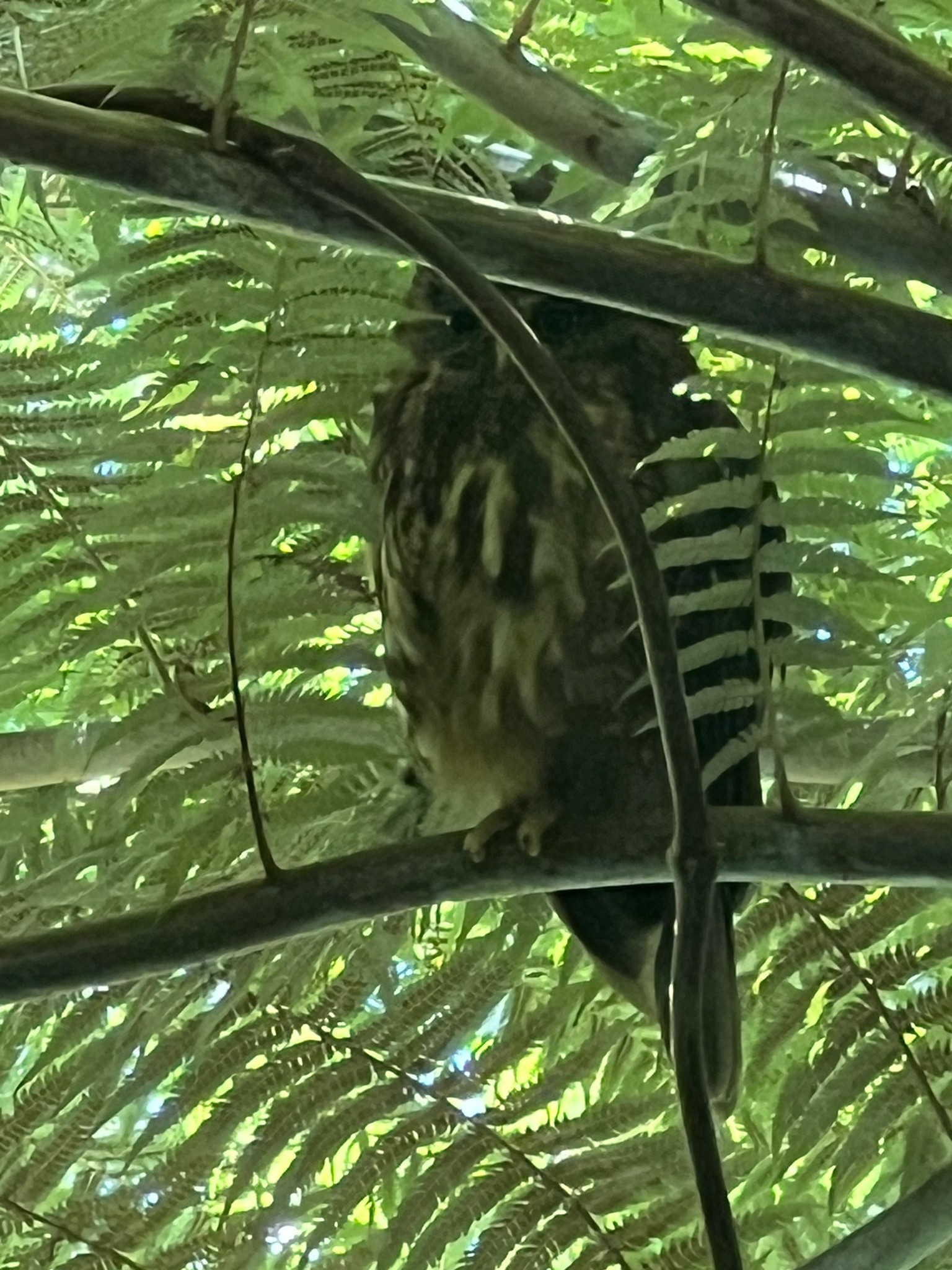 Morepork (Ninox novaeseelandiae), photo 6