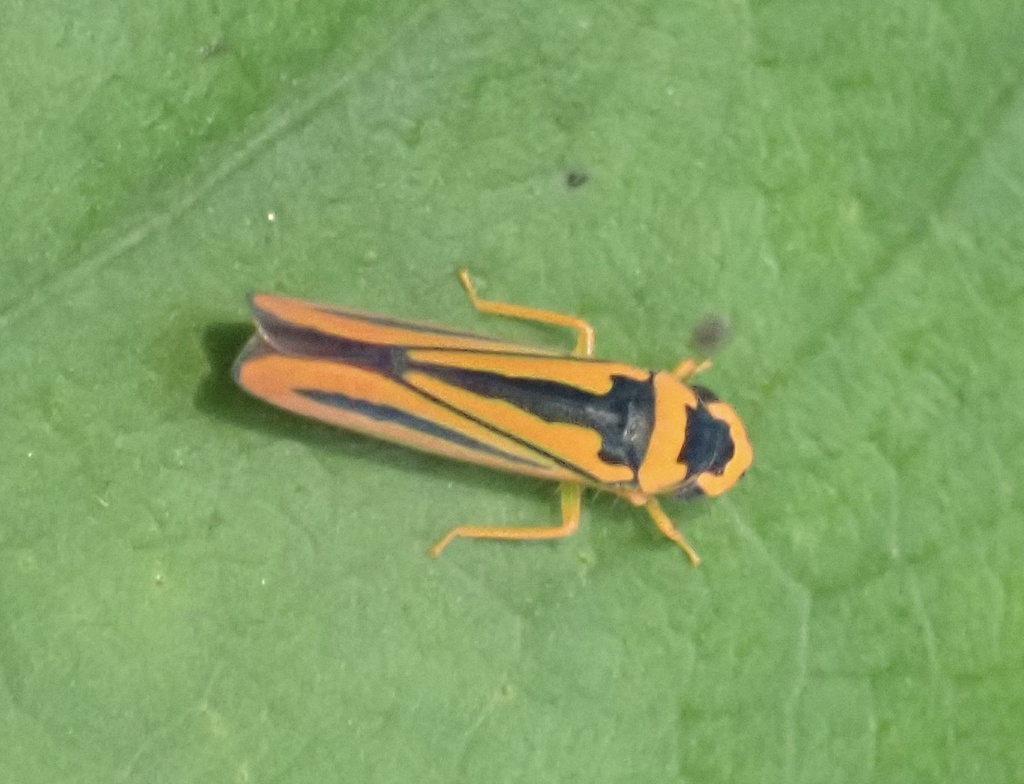 Soosiulus servula