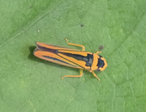 Soosiulus servula