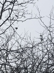 Falco sparverius