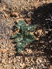Vesper purpurascens