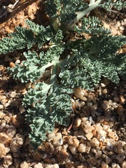 Vesper purpurascens