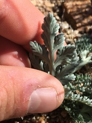 Vesper purpurascens
