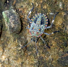 Coenomorpha