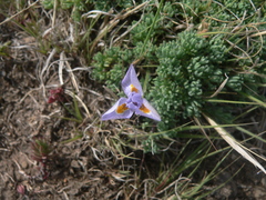 Moraea alpina