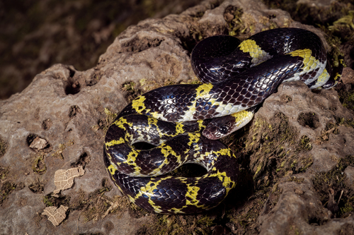 Laotian Wolf Snake