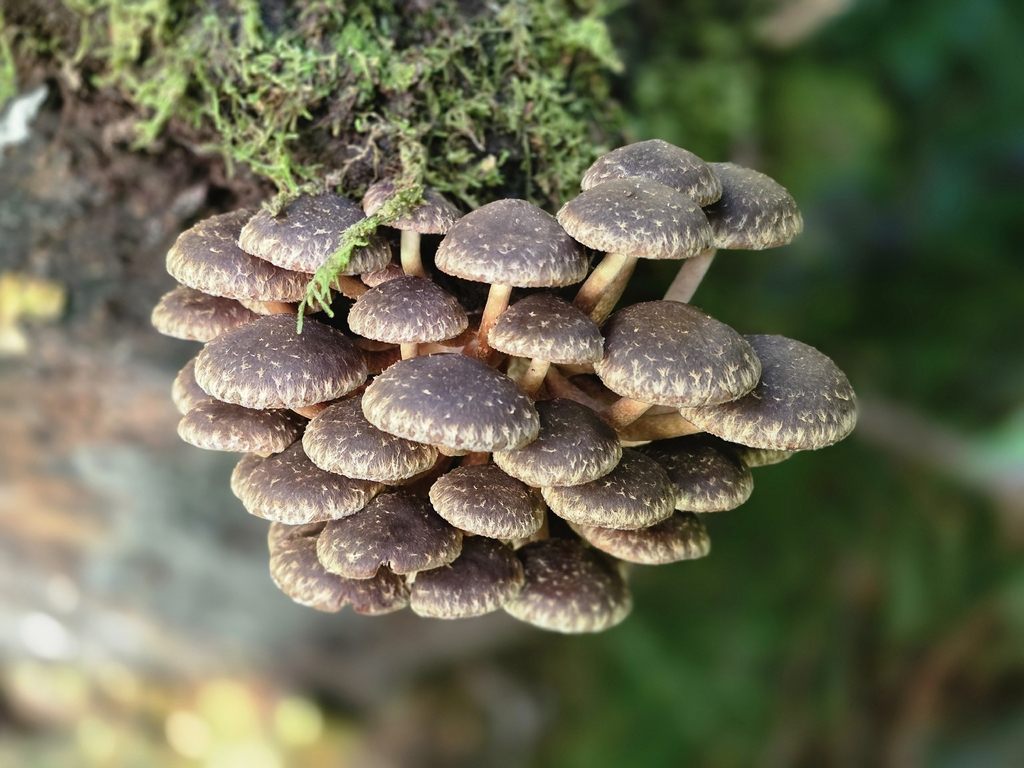 Hypholoma brunneum · January 2026 · photo: © nicnation (iNaturalist, cc-by)