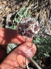 Vesper purpurascens
